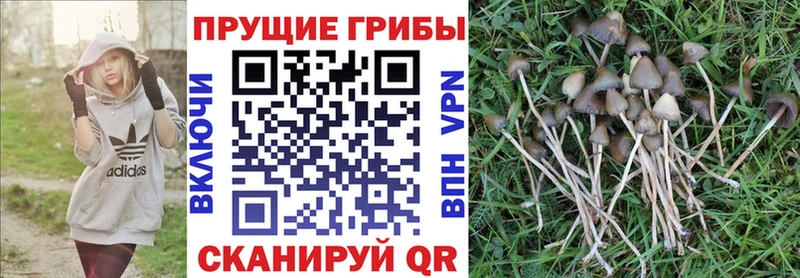 площадка формула Старая Купавна Галлюциногенные грибы Magic Shrooms